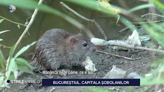 Kanal D News - Bucharest, the capital of rats! | Evening Edition