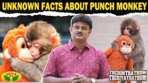 வைரலாகும் பஞ்ச் குரங்கின் ஏக்கம் | Therinthathum Theriyathathum | Punch Monkey | Jaya TV