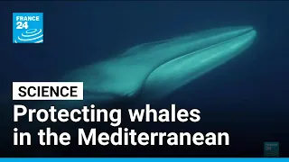 Protecting whales: Scientists seek ways to reduce ship collision risk • FRANCE 24 English