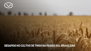 Challenges in wheat cultivation in the southern region of Brazil