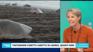 Liguria, tartarughe Caretta Caretta, exploit di nidi: rispettare la magia della vita che nasce
