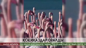 Батыс Қазақстанға қоқиқаздар оралды