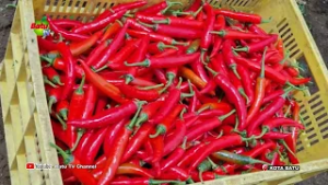 MINGGU KEDUA PUASA, HARGA CABE BESAR TERUS TURUN