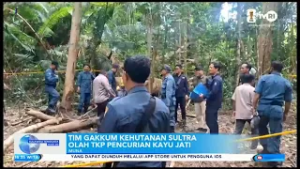TIM GAKKUM KEHUTANAN SULTRA OLAH TKP PENCURIAN KAYU JATI
