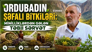 Ordubadın şəfalı bitkiləri: Minilliklərdən gələn təbii sərvət