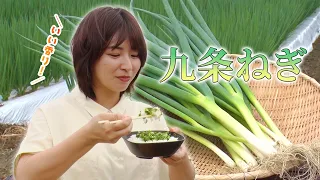 JA Kyoto Yamashiro "Kujo Negi" Producer Akira Mizuno (Joyo City) | KBS Kyoto TV "Aguri Kyoto" Jun...