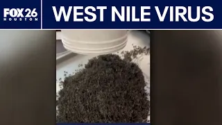 Fight continues against increase in mosquitoes