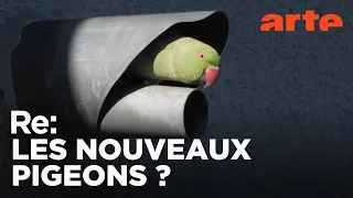 Les perroquets, ces nouveaux envahisseurs | ARTE Regards