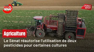 Le Sénat réautorise l’utilisation de deux pesticides pour certaines cultures