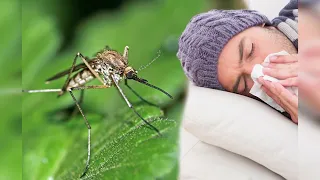 U Šumadiji nema zaraženih virusom Zapadnog Nila, intenzivan nadzor u toku