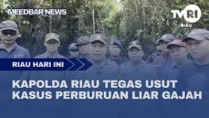 KAPOLDA RIAU TEGAS USUT KASUS PERBURUAN LIAR GAJAH OKE
