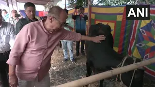 Manipur CM Distributes 31 High-Yielding Heifers to SC Farmers