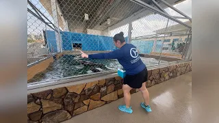Clearwater Marina Aquarium welcomes Sea Lions for the first time