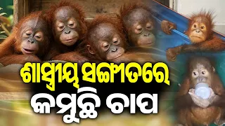 Indian Classical Music Helps Ease Stress Among Rescued Baby Orangutans at Nandankanan | Kalinga TV
