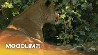 Ne pamtimo da je iz zagrebačkog Zoološkog vrta ikad stigla ovako uznemirujuća vijest | RTL Direkt