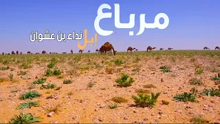 مرباع إبل / نداء بن عشوان المطيري