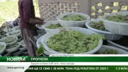 Турция очаква 3,85 млн. тона грозде