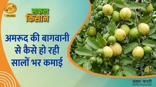 Successful Farmer: How to Earn Year-Round Income from Guava Farming | DD Kisan | 09/06/2026