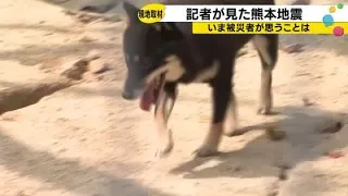 "Giving Up 50 Dogs": The Reality of Uki City After Intensity 7 Earthquake—The Outcry from Disaste...