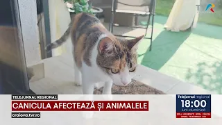 THE HEATWAVE IS AFFECTING ANIMALS TOO