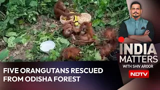Odisha News | 5 Baby Orangutans In Odisha Forest: Wildlife Trafficking Mystery Deepens