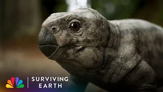 Baby Ischigualastia Narrowly Escapes Death in the Forest | Surviving Earth | NBC