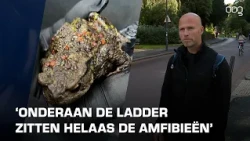 Tientallen kikkers en padden overlijden in putten Noorderplantsoen