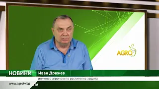 РАПИЦА: Площите у нас са нараснали с 65%, културата е търсена на пазара
