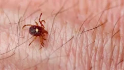 Experts warns ticks still active as cooler fall weather begins