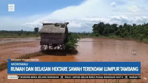 STHI - Morowali: Rumah dan Belasan Hektare Sawah Terendam Lumpur Tambang