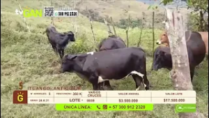 Tu vitrina ganadera - TvAgro por Juan Gonzalo Angel