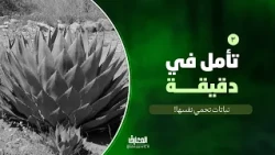 تأمل في دقيقة - 3 - نباتات تحمي نفسها!