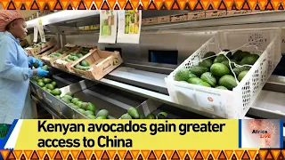 Kenyan avocados gain greater access to China