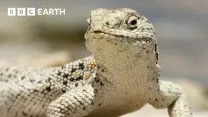 Desert Wildlife: Extreme Heat Survivors | BBC Earth