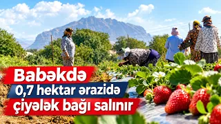 Babəkdə 0,7 hektar ərazidə çiyələk bağı salınır