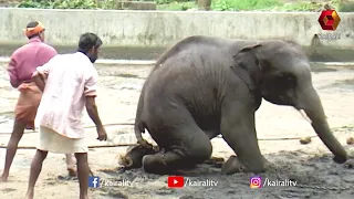 വഴക്കാളിയായ മുറിവാലൻ മുകുന്ദൻ | E4 Elephant | Aana Premikal