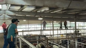 Fewer cattle, higher prices: Texas ranchers finally see profits as beef supply tightens