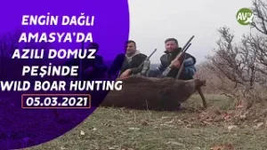 WILD BOAR HUNTING ENGİN DAĞLI İLE DAĞLI DAĞLARDA MERCİMEK KÖYÜ DOMUZ AVI