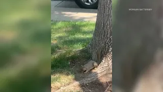 Broomfield police help baby squirrel get back to its mother