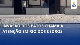 Duck invasion turns heads in Rio dos Cedros 🦆