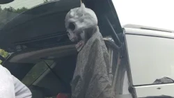 BNEWS feature: Burlington Goes Trunk-or-Treating