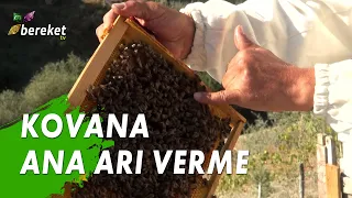 Kovana Ana Arı Nasıl Verilir?