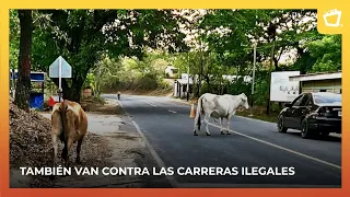Policía anuncia medidas contra propietarios de animales sueltos en carreteras de Rivas