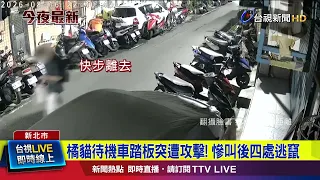 Orange Cat on Scooter Footboard Suddenly Attacked! Screams and Flees in Terror