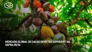 Global cocoa market expected to have a surplus in the 25/26 season