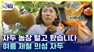 단맛 한도 초과! 여름철 집 나간 입맛 단번에 살려주는 의성 자두💦🍑