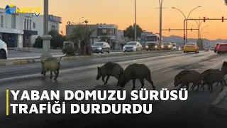 YABAN DOMUZU SÜRÜSÜ TRAFİĞİ DURDURDU