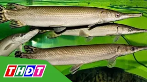 Thanh Hóa: Thông tin chính thức vụ ngộ độc do ăn thịt, trứng cá Phúc Lộc Thọ | THDT