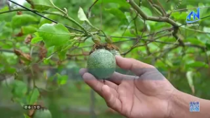 Điểm sáng nông nghiệp tuần hoàn gắn du lịch sinh thái