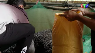 DECENT INCOME FROM HARVESTING TURRITELLA SNAILS